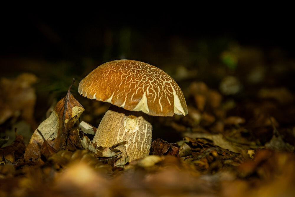 Photograph by Gregor Kobilica