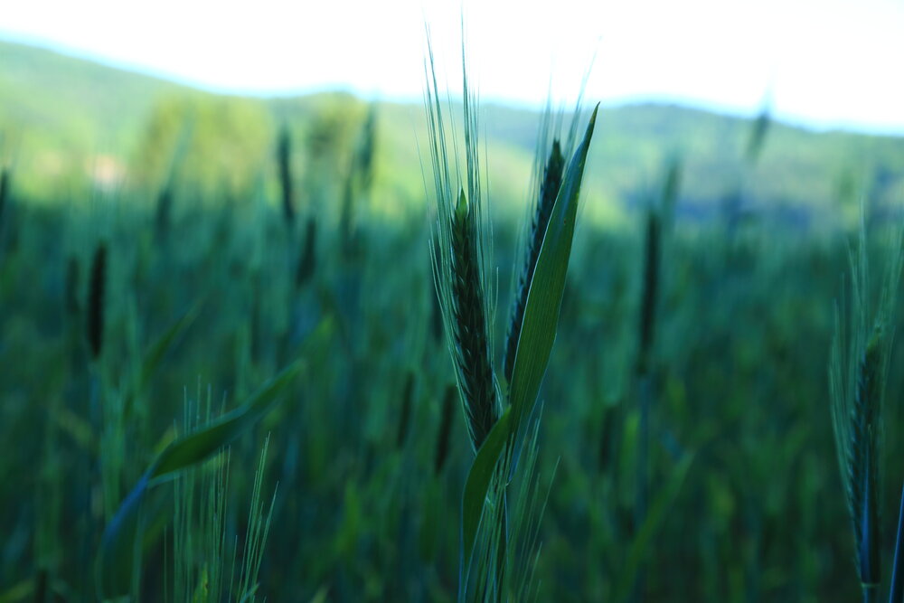 A detailed wide macro photo showing green wheat spikelets growing in agricultural rye field under bright summer sky in countryside