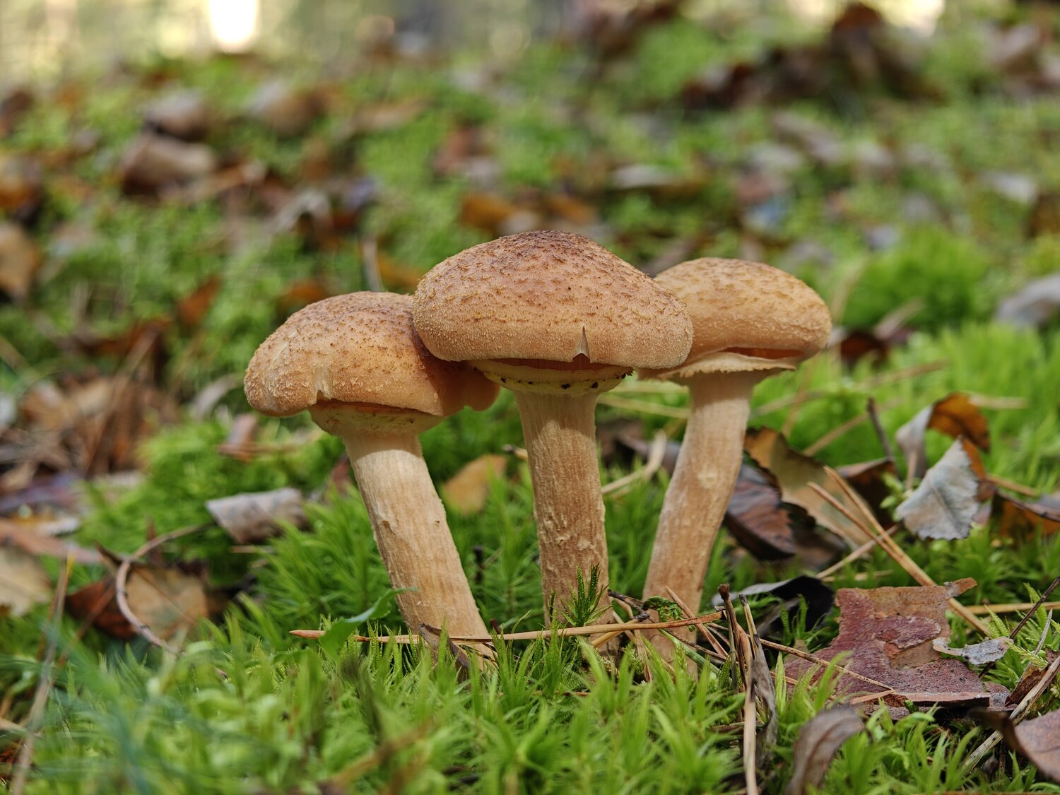 Photo #13965051