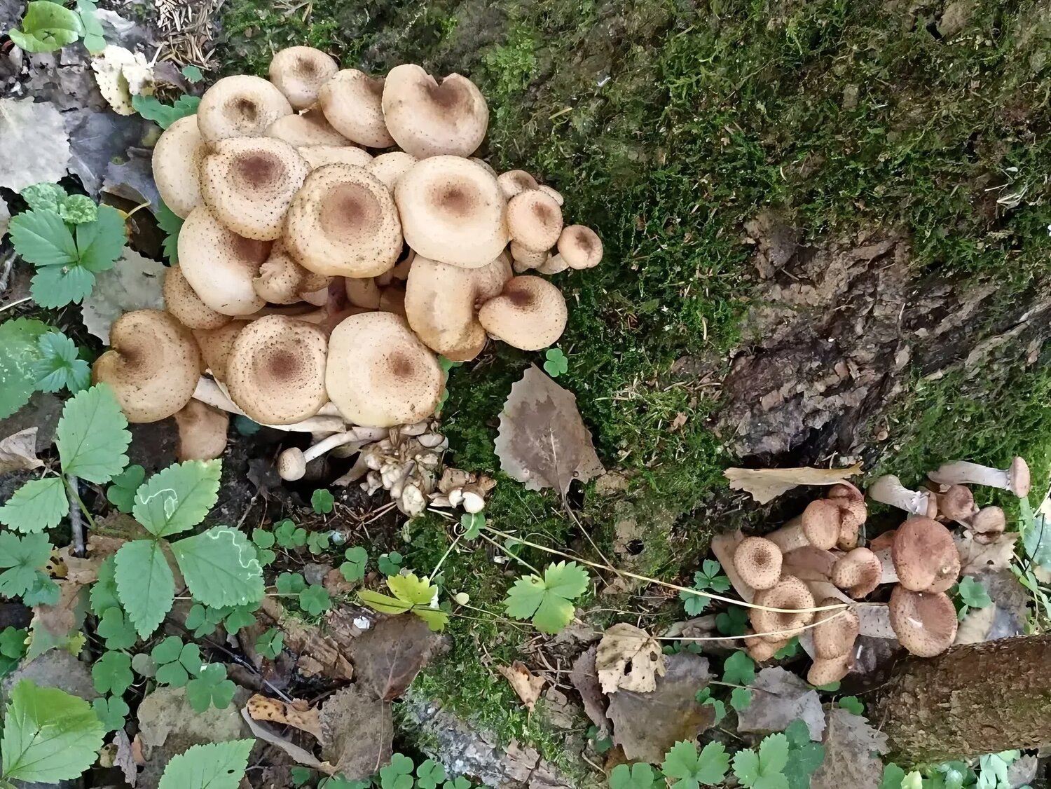 Photo #13965052