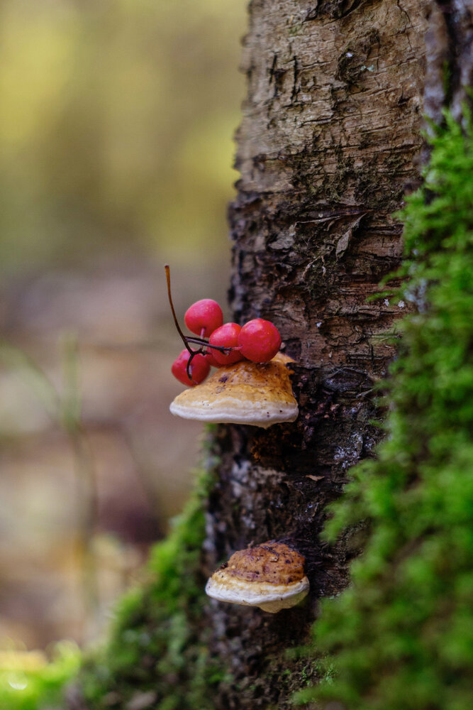 Photograph by Александра Наливаева