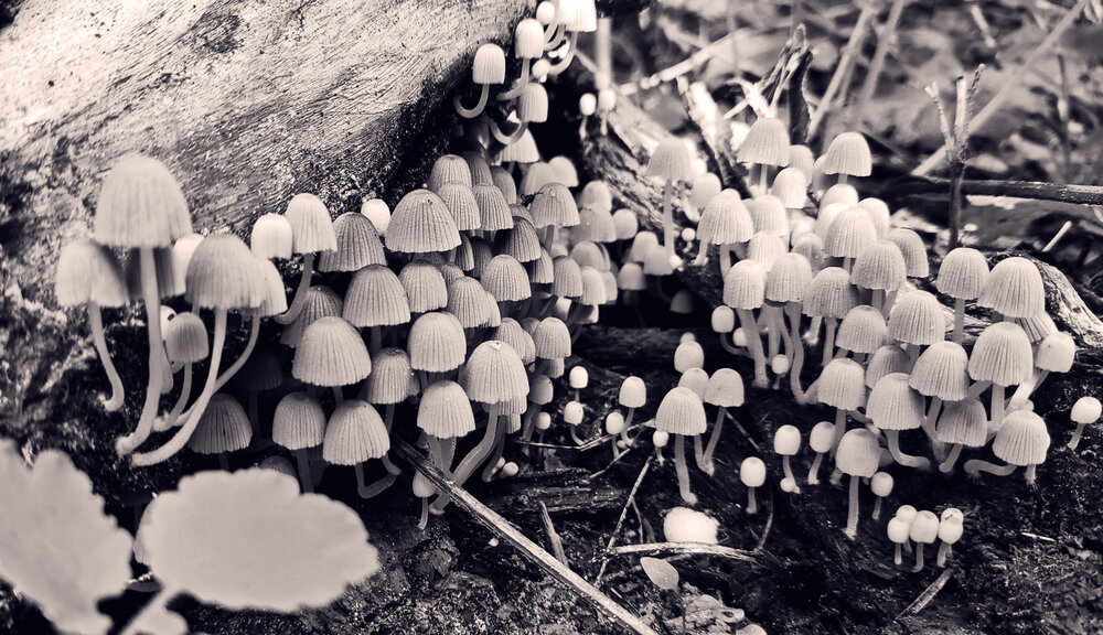 Photograph by Блюмина Елена