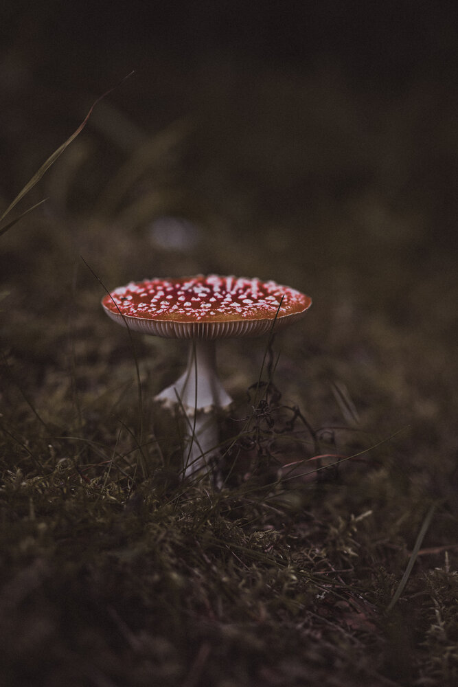 Photograph by Елизавета Шипулина