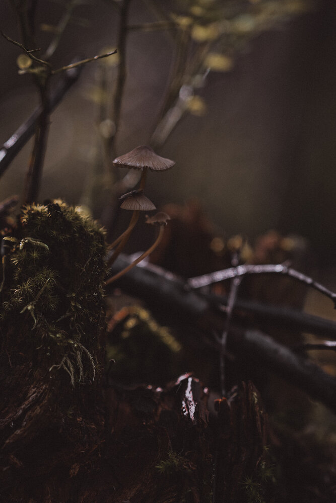 Photograph by Елизавета Шипулина