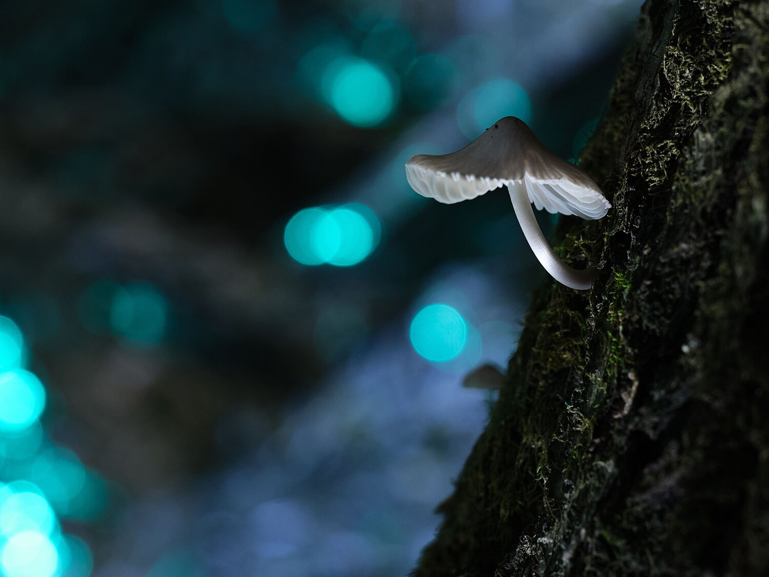 Photo #13965362