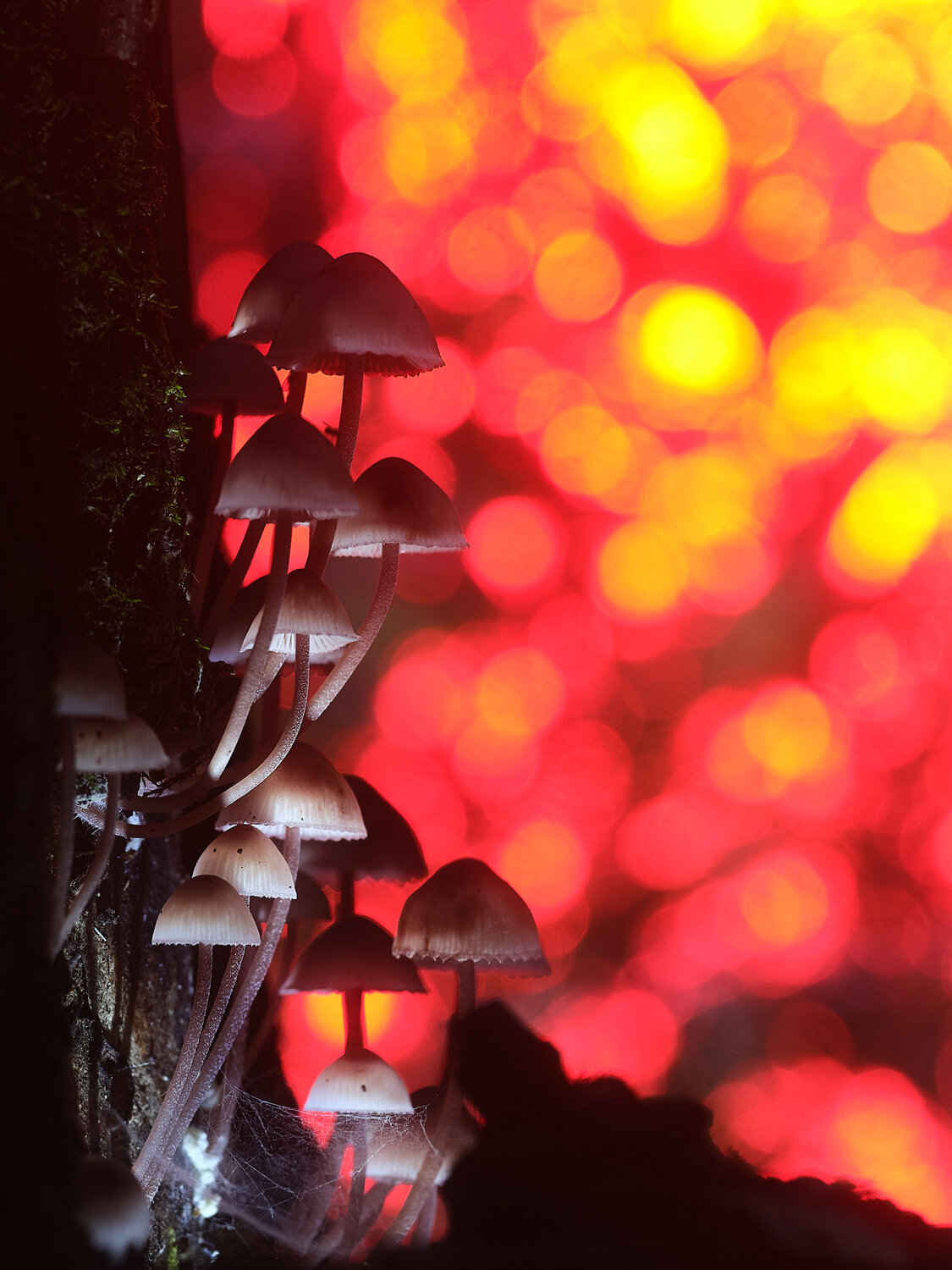 Photo #13965369