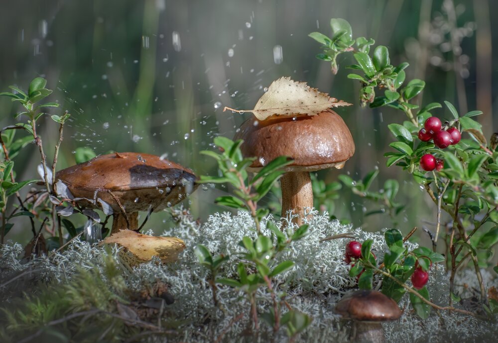 Photograph by Дарья