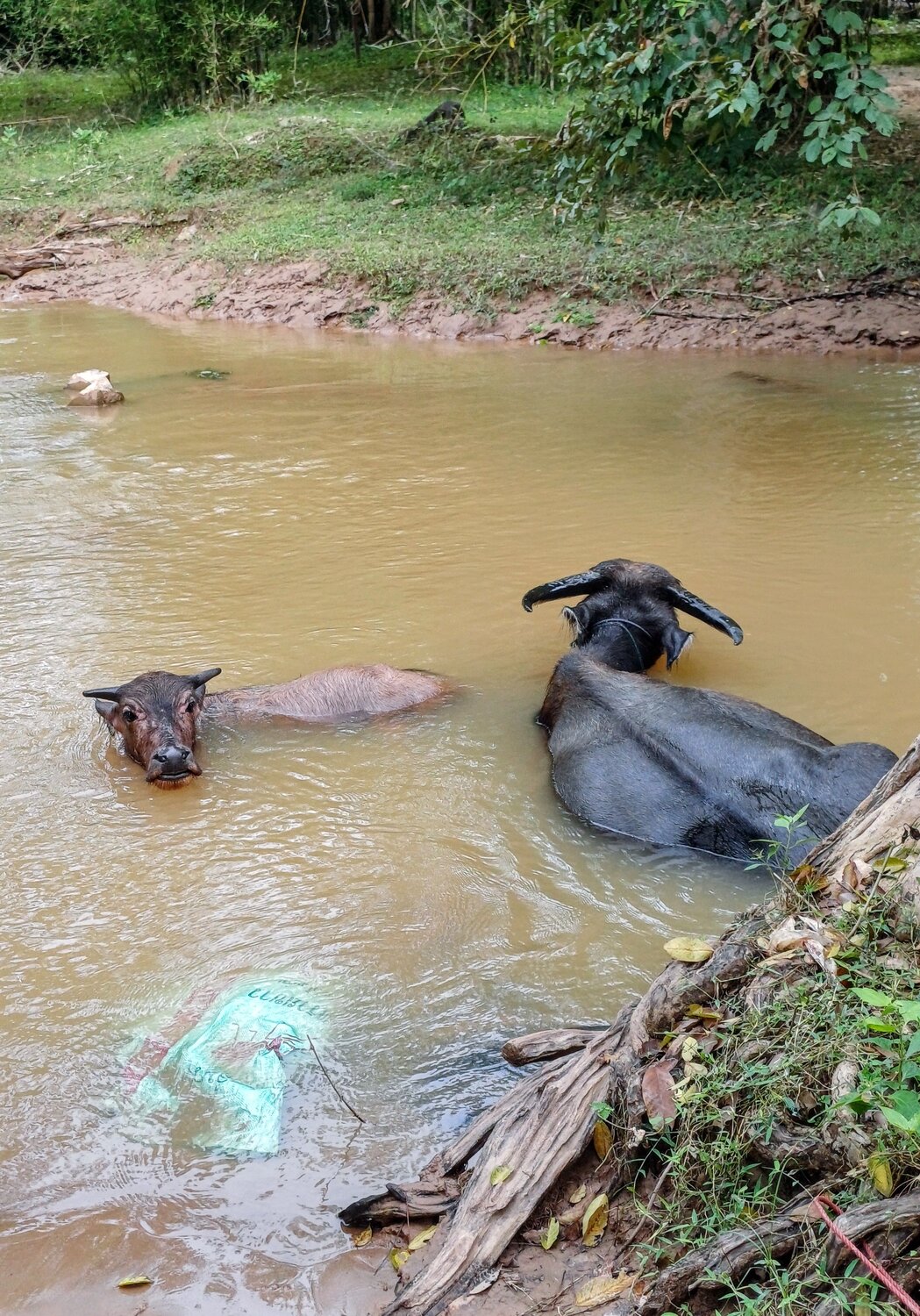 Photo #13965504