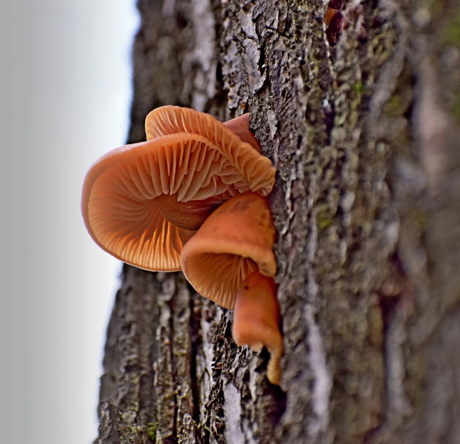Photo #13965539
