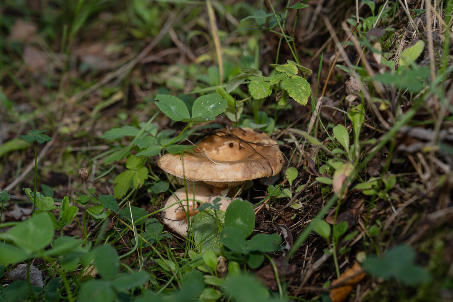 Photo #13965579
