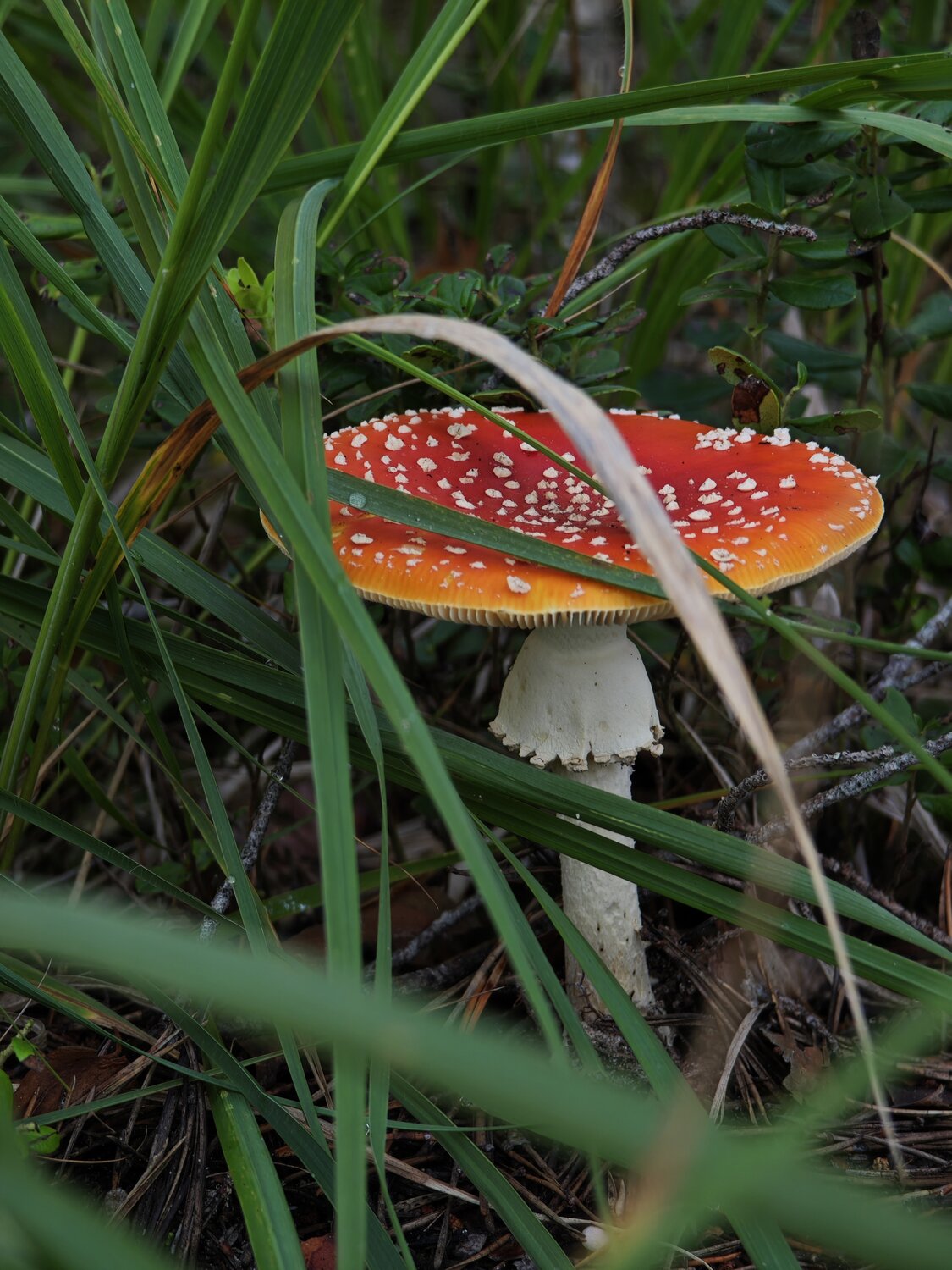 Photo #13965581