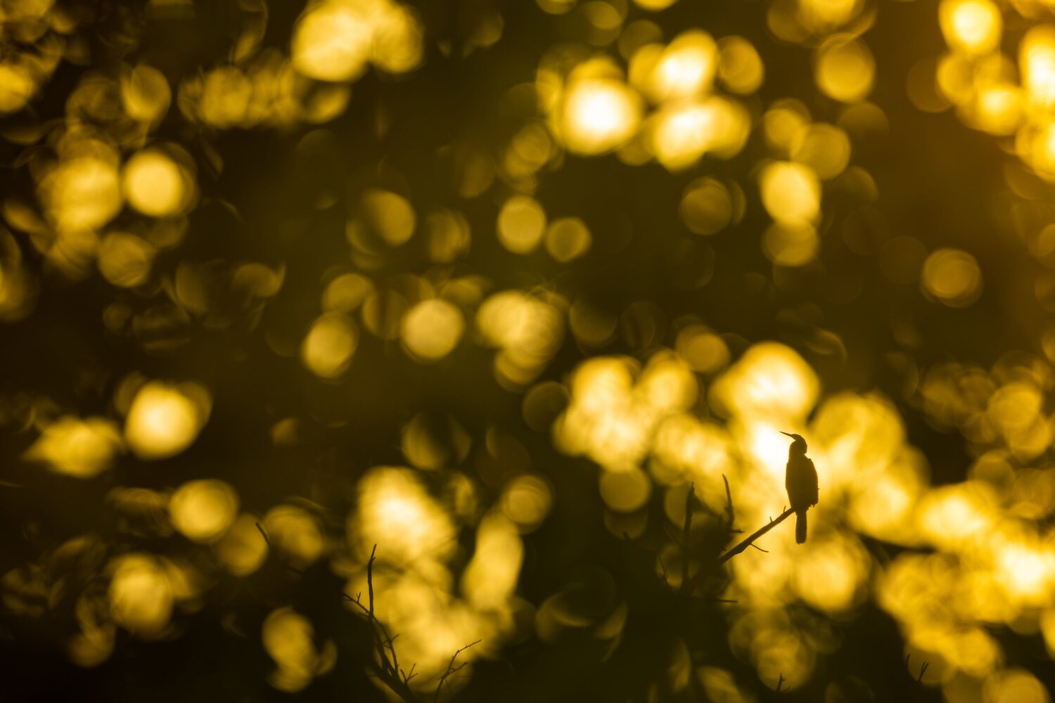 Photo #13965592