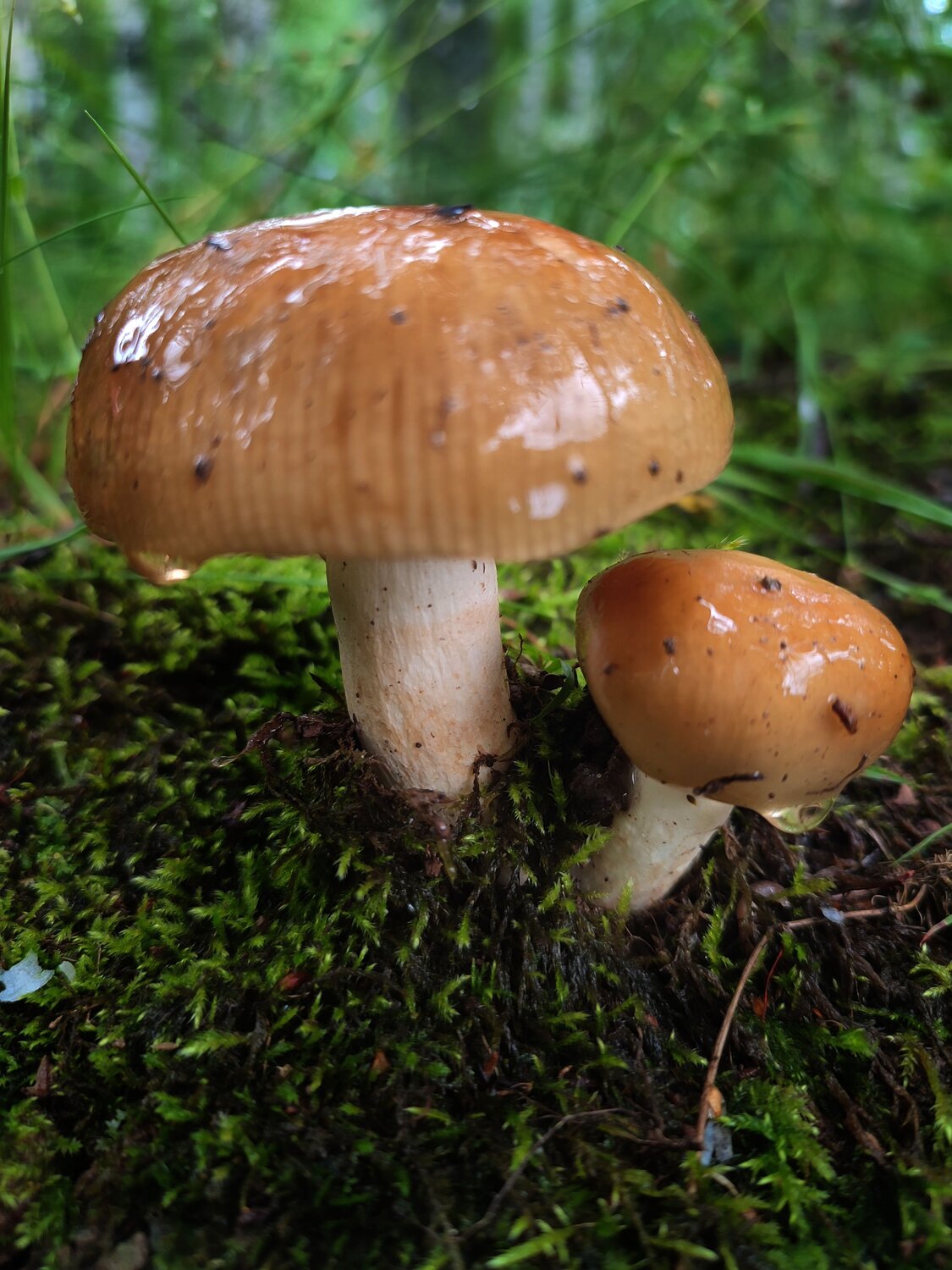 Photo #13965618