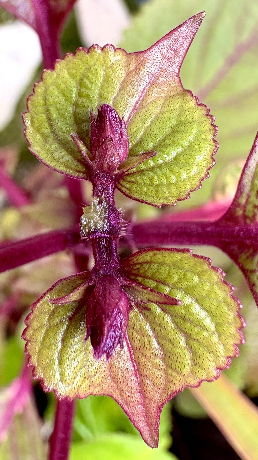 Macro magic in pairs