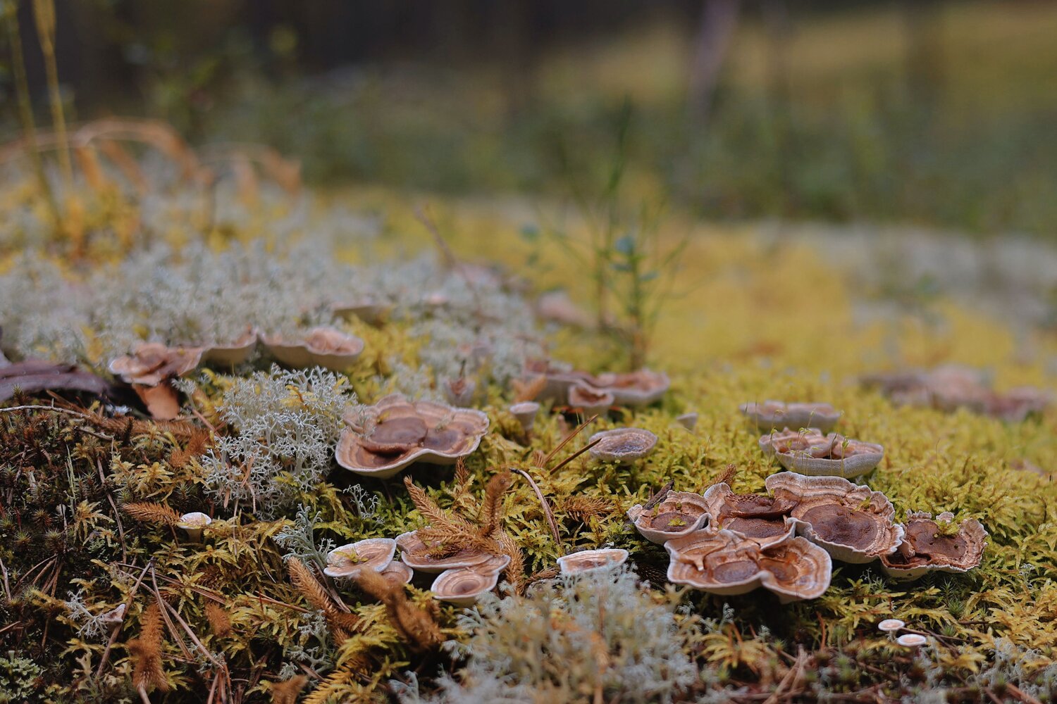 Photo #13965629