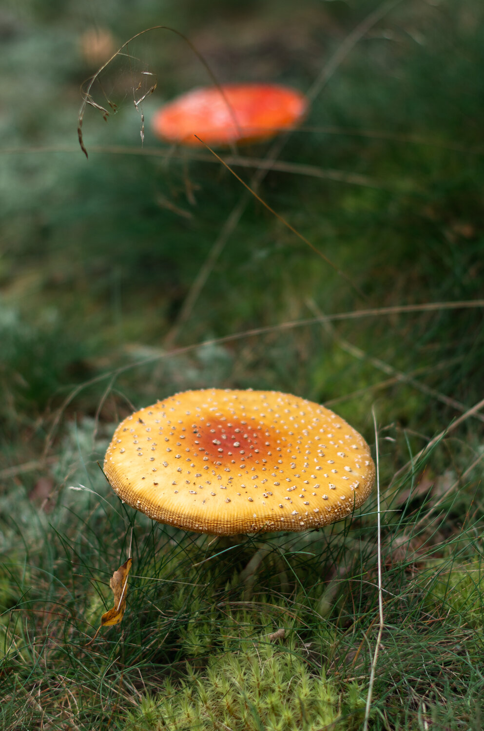 Photo #13965647