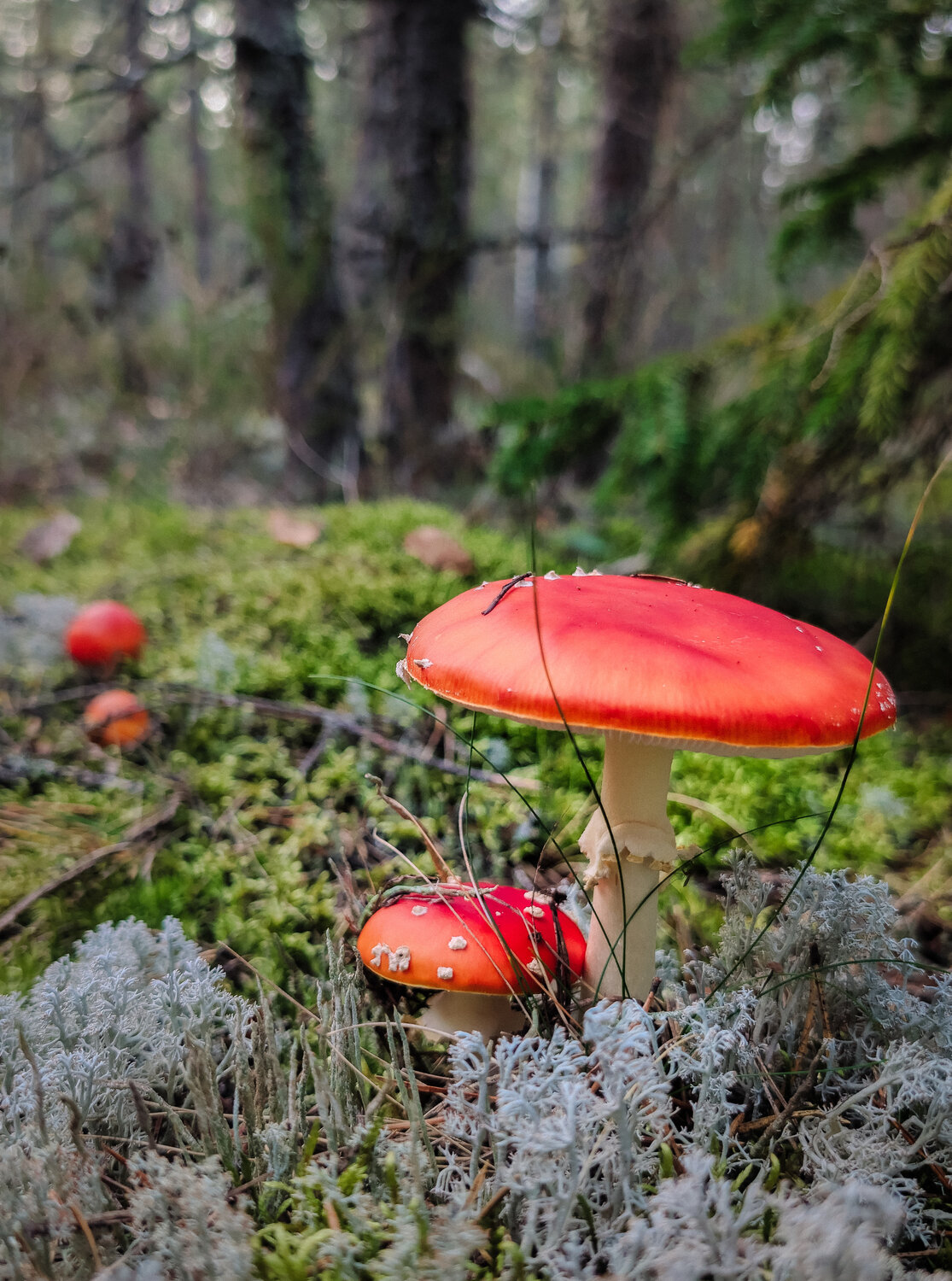 Photo #13965665