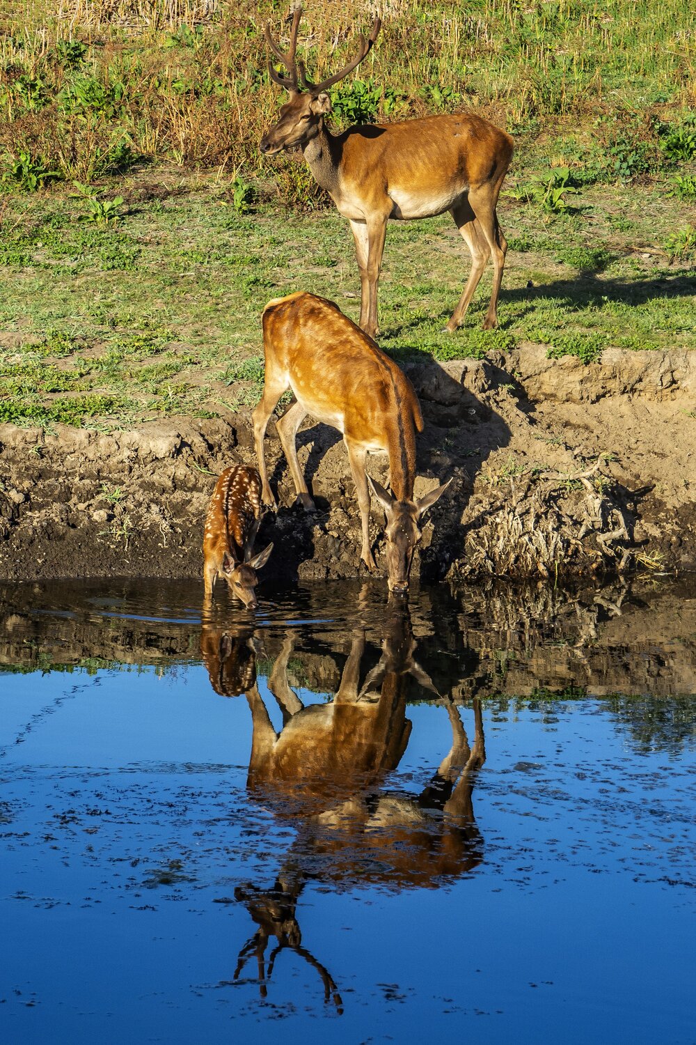Photo #13965735