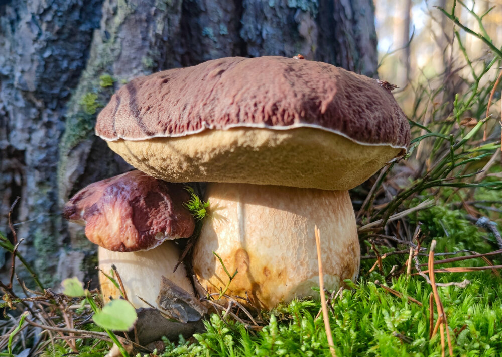 Photograph by Елена Васильева