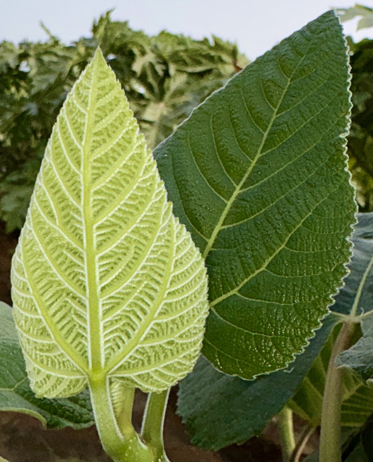 Young leaves unfurling with gentle grace