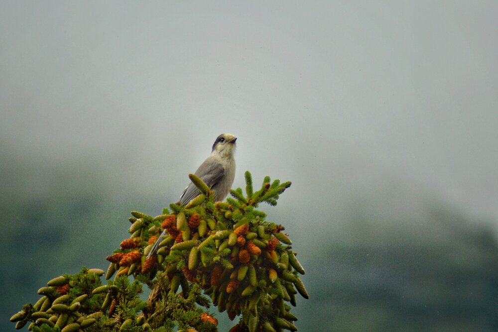 The Lookout