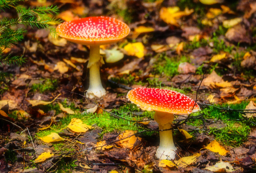 Photograph by Дмитрий Потапов