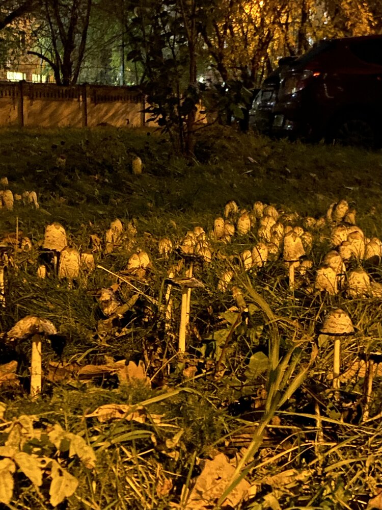 Фотография автора Наталья Мартынова