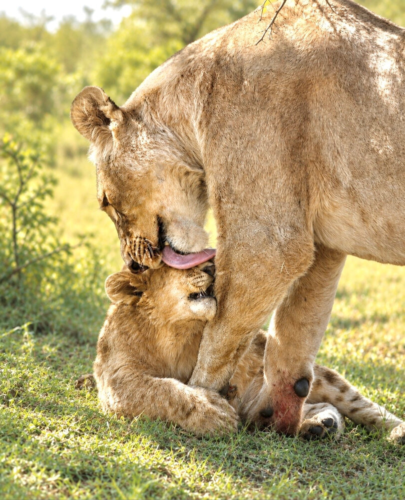 Protector,Provider & Pamperer