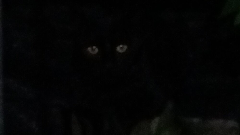 Negro