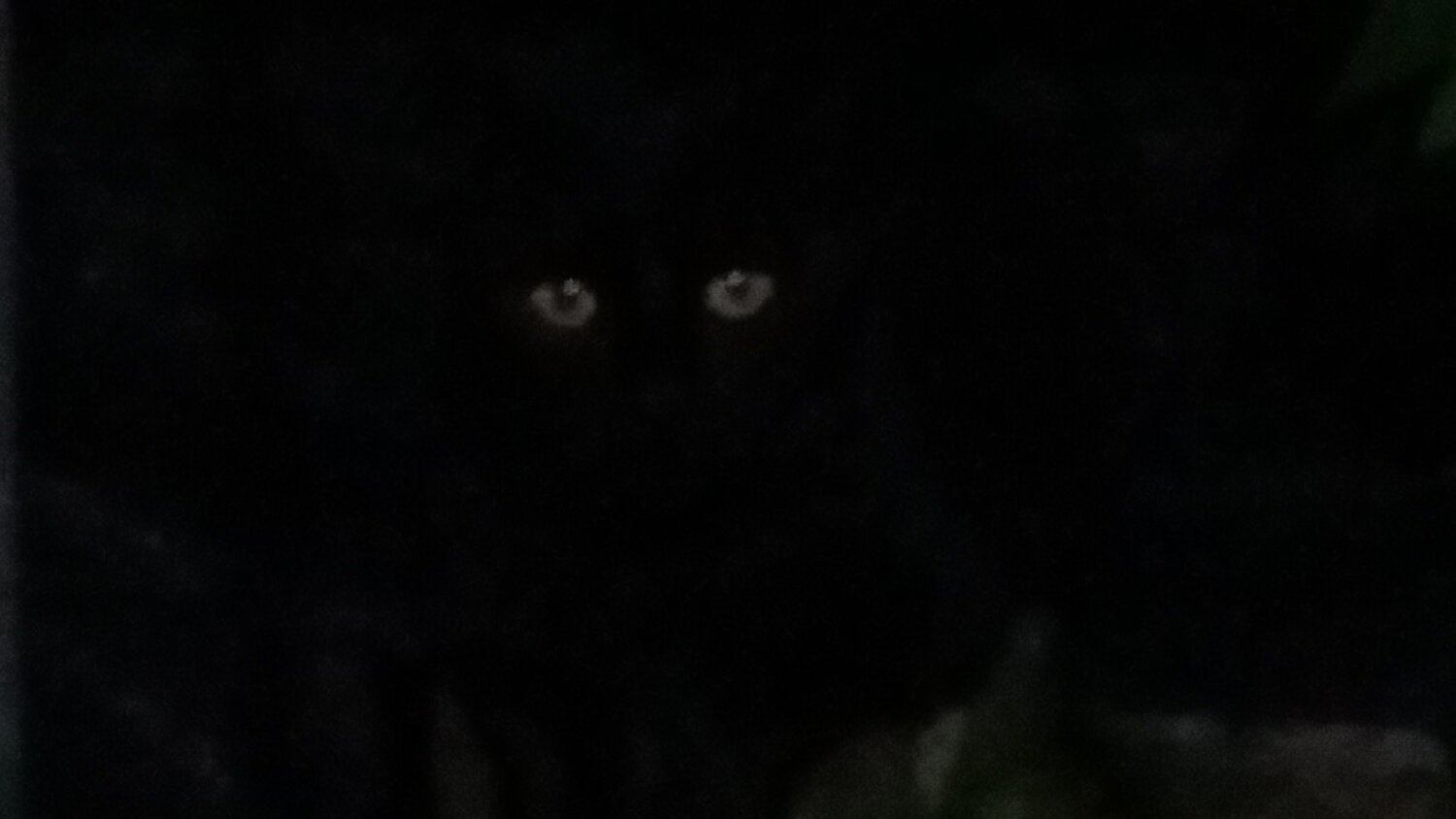 Negro