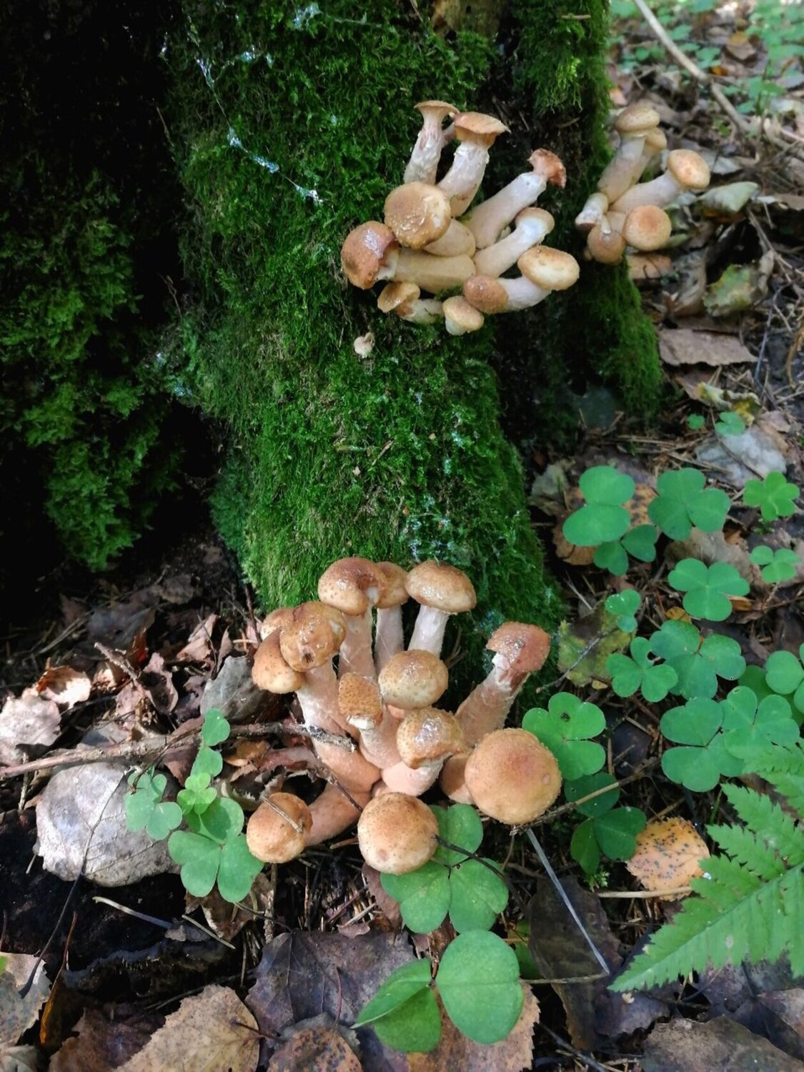 Photo #13966585