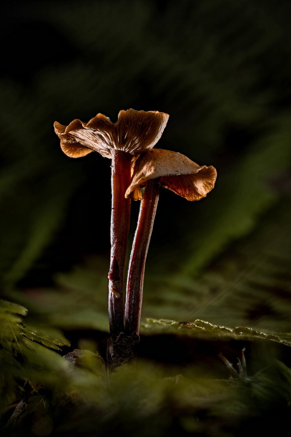 Photo #13966644