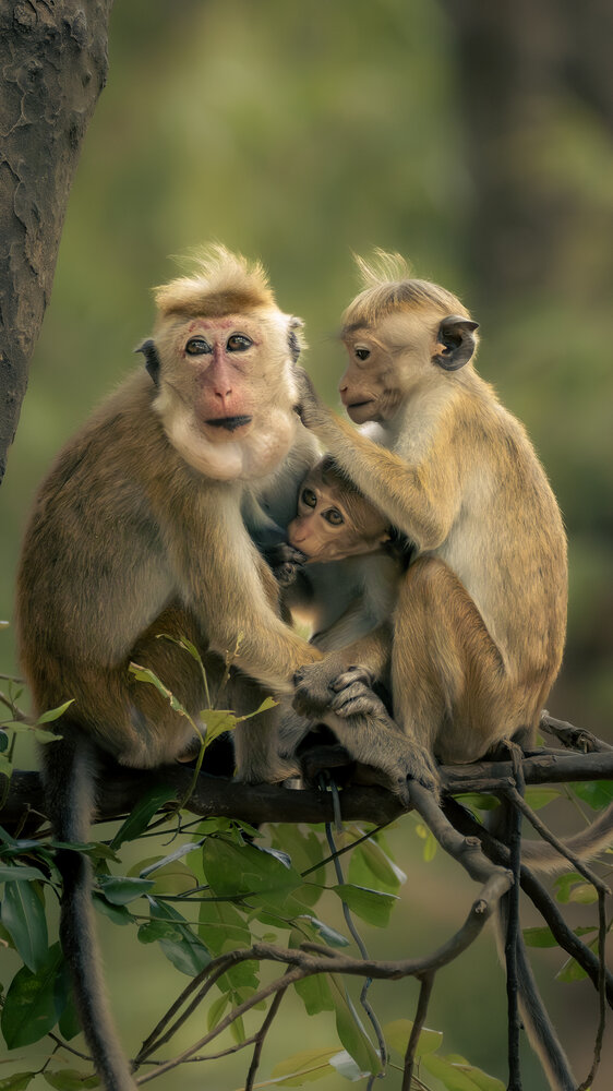 Photograph by Nirosha Chandima