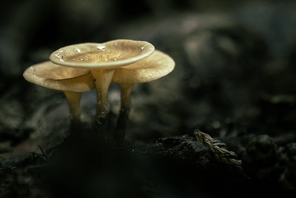 Photograph by Nirosha Chandima