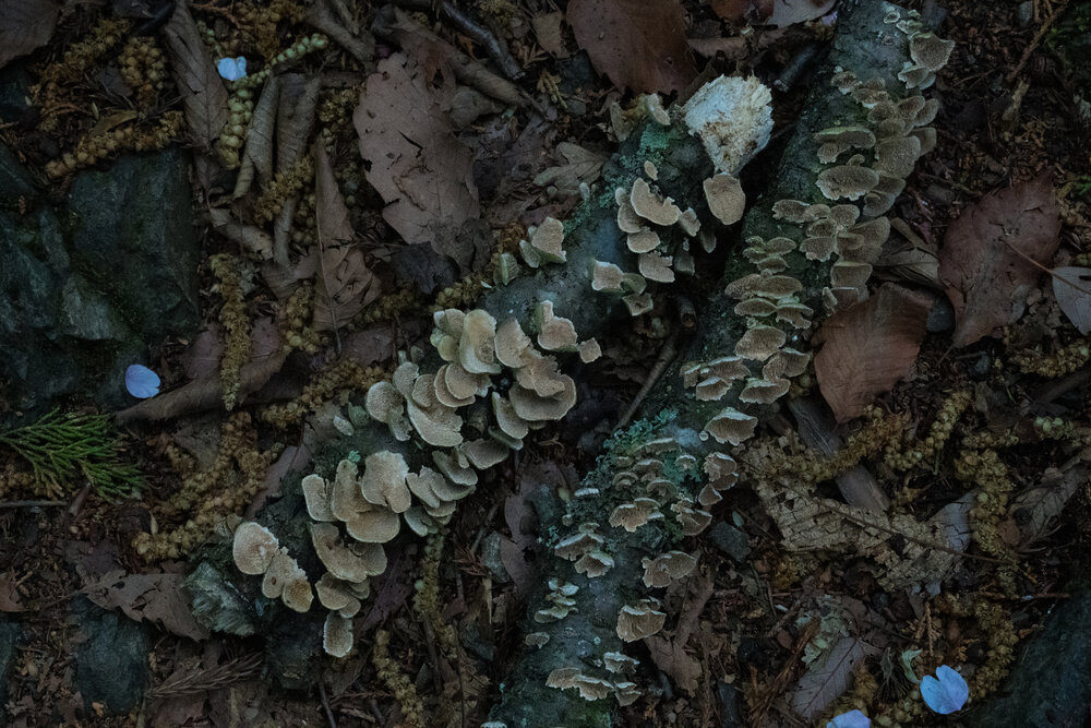 Beyond Decay