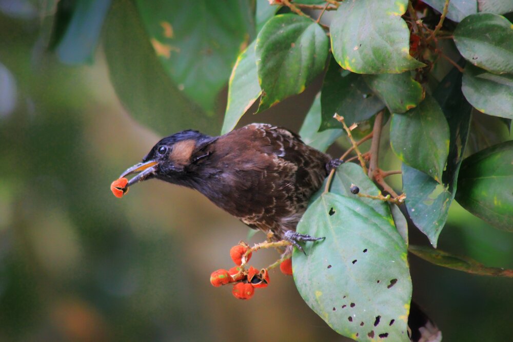 A Bite of Nature
