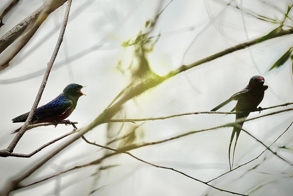 Photograph by Batsaikhan Badamdorj