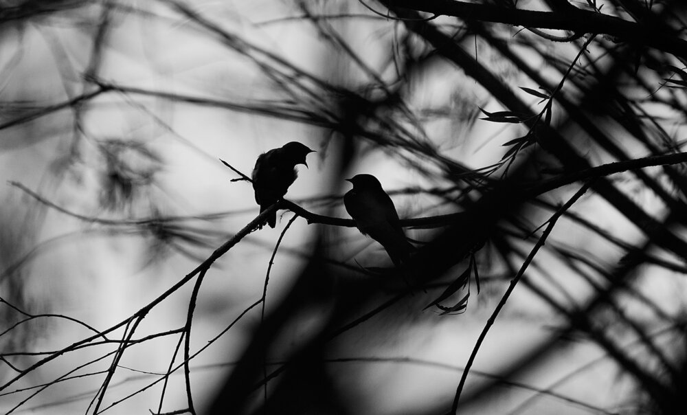 Photograph by Batsaikhan Badamdorj