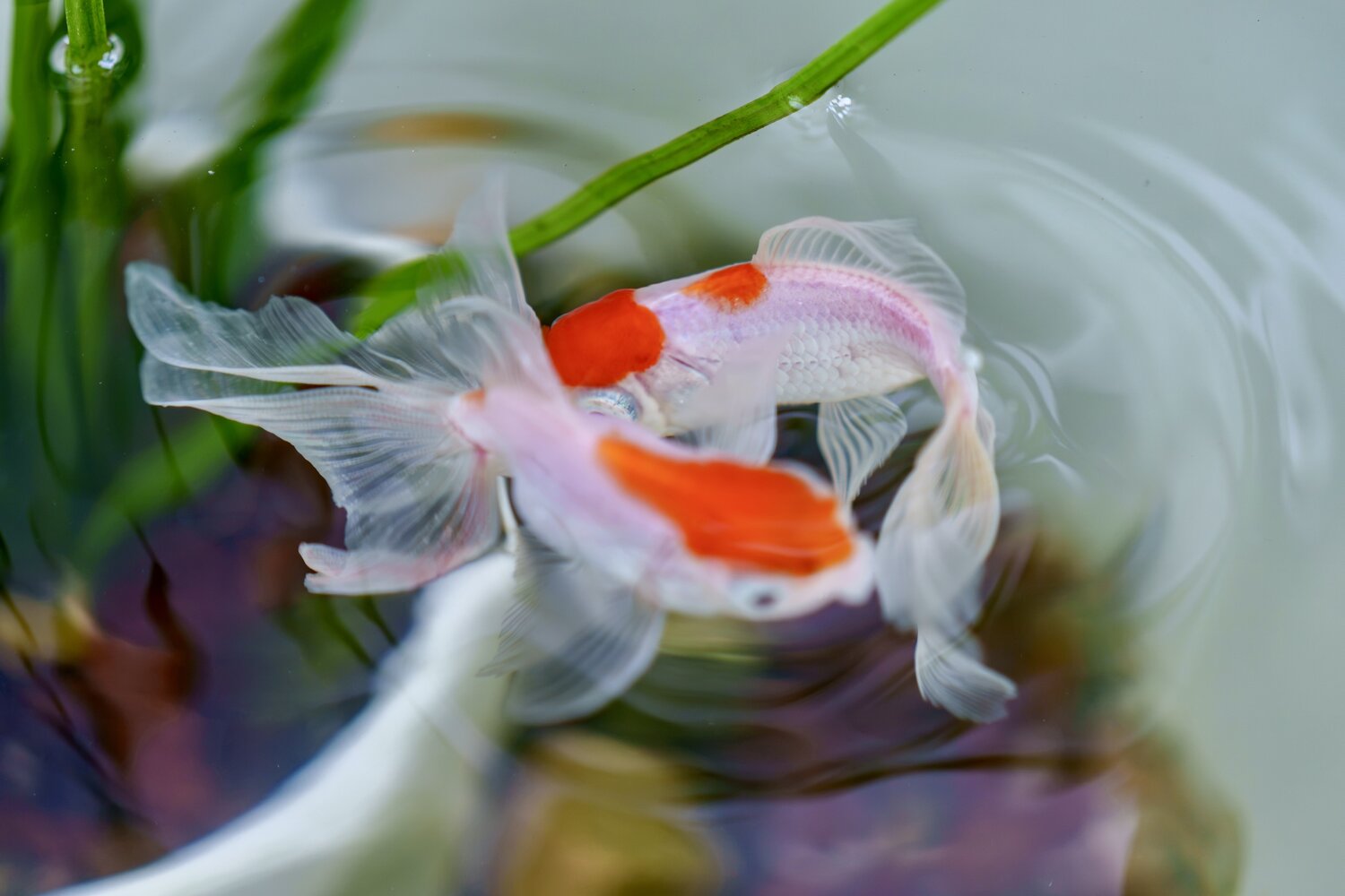 Two Mini Koi Fish Swimming in Yin-Yang Formation with Orange Accents