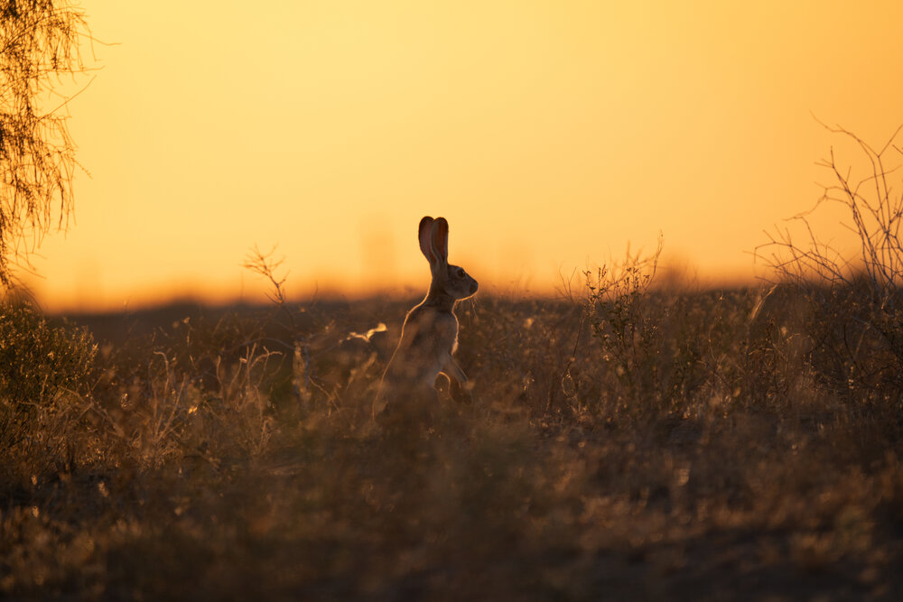 Photograph by Ринат Хайбулин