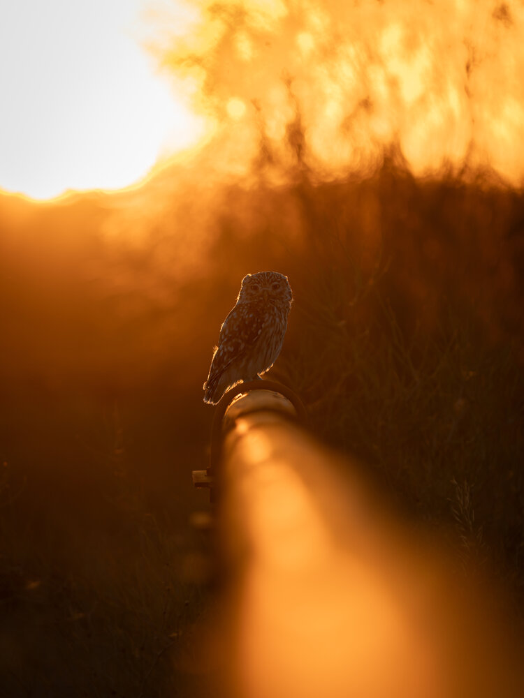 Photograph by Ринат Хайбулин