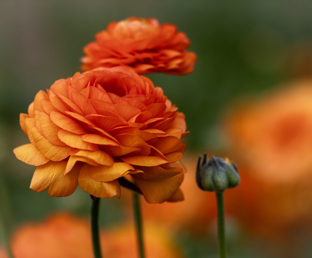 Photograph by Светлана Ханина
