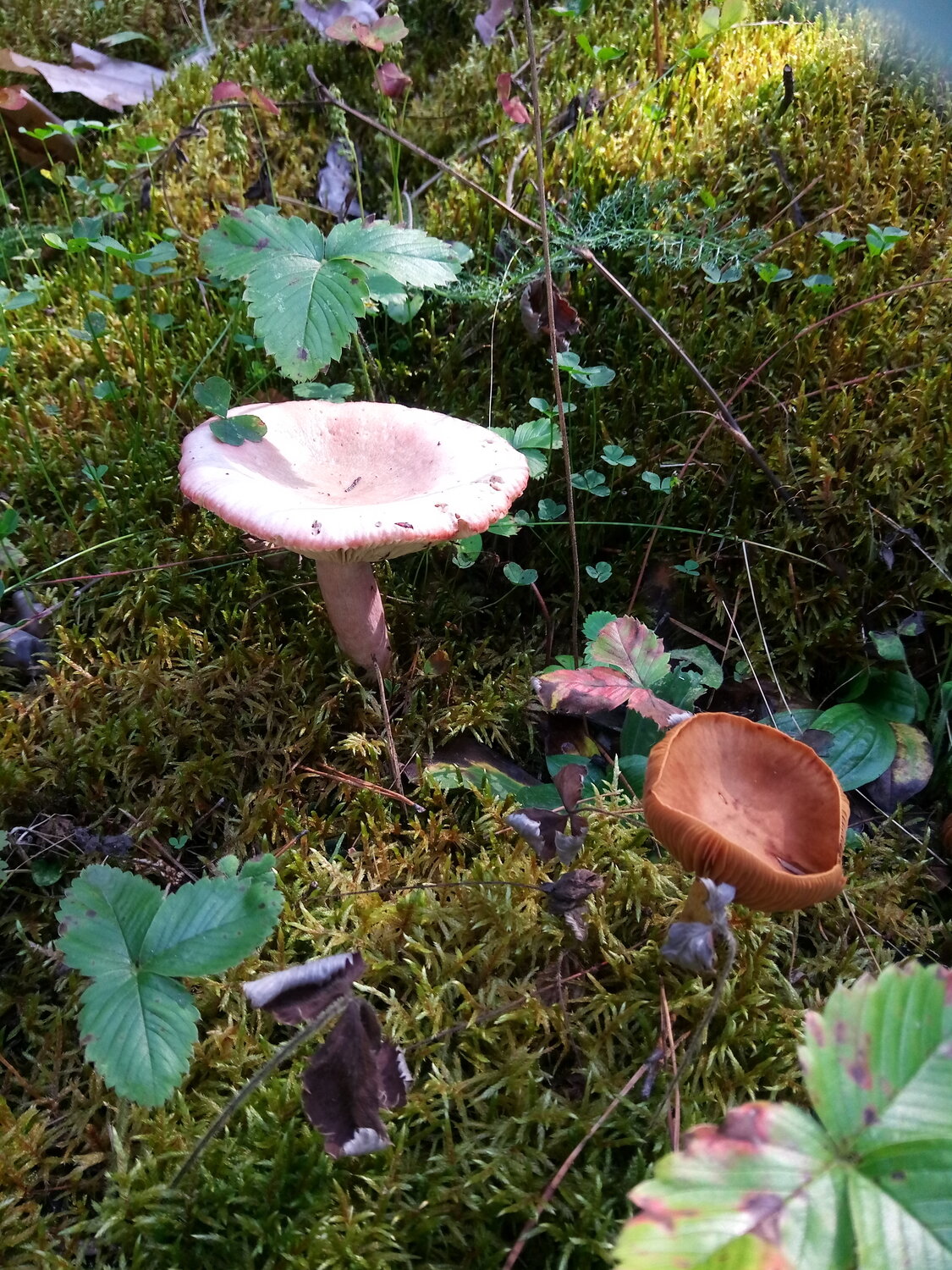 Photo #13967083