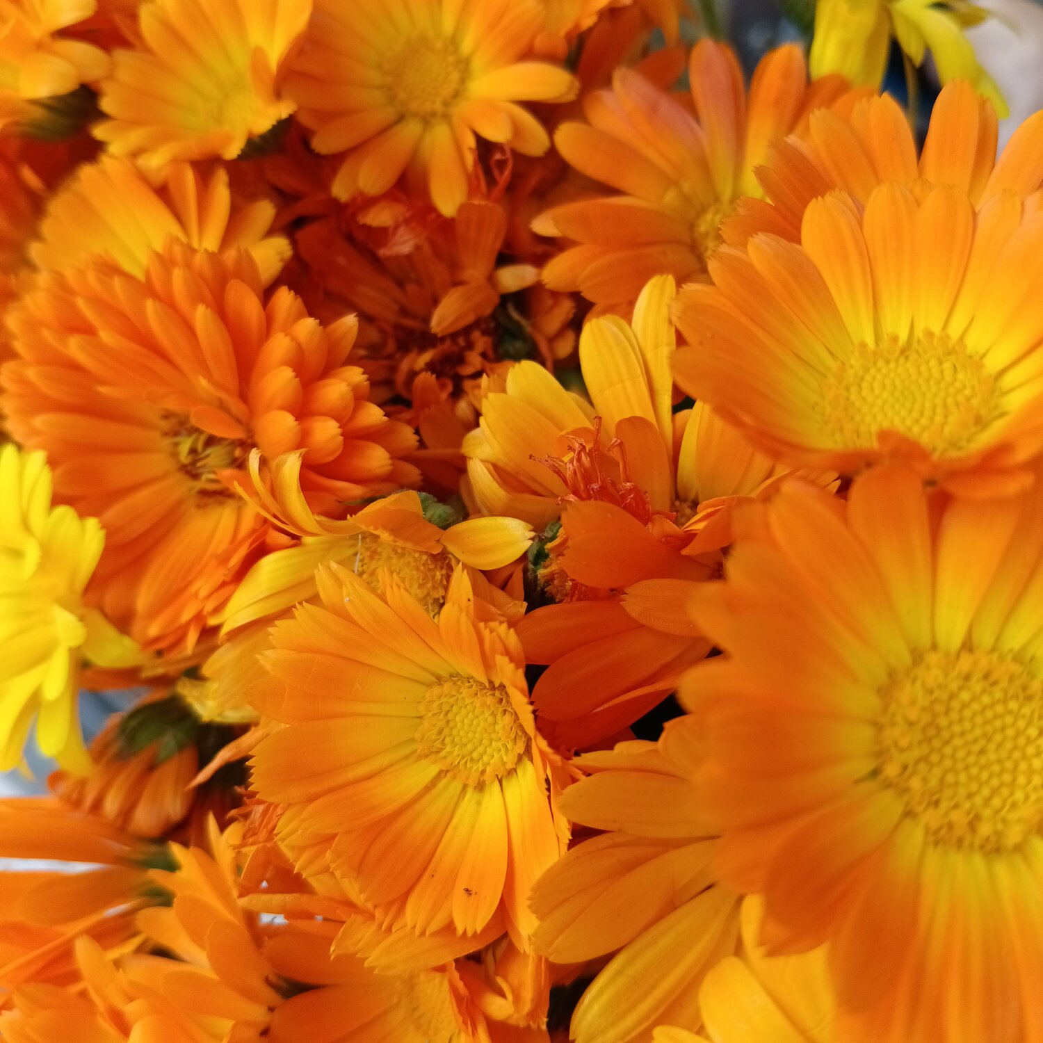 Photo #13967232