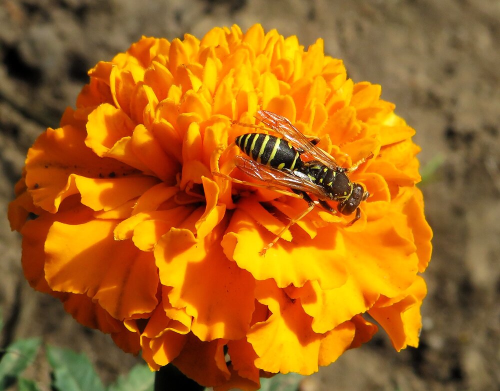 Tagetes