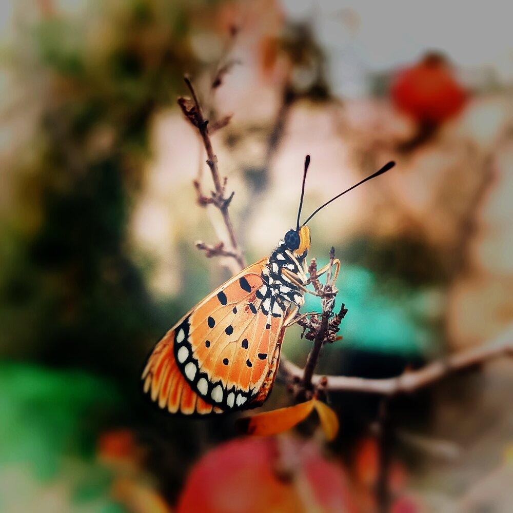 Photograph by Amrutha Varshini Nemaluri