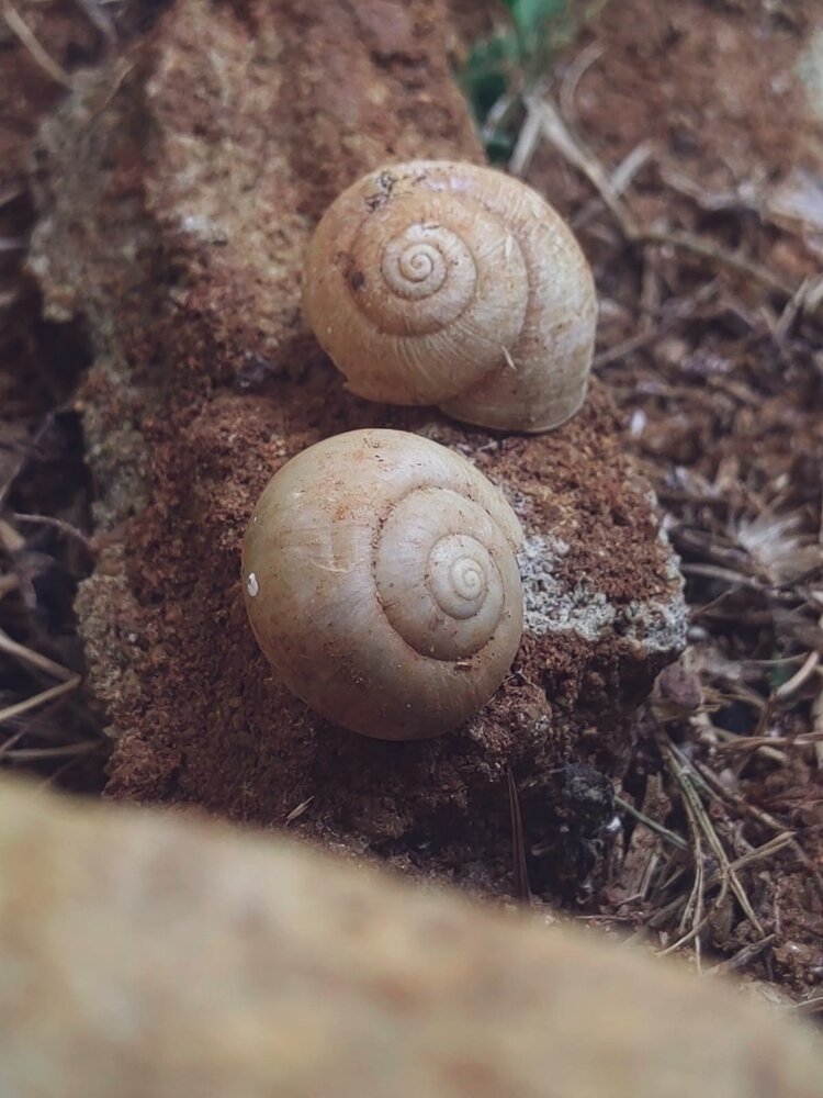 Harmony in Earthy Spirals ​Short