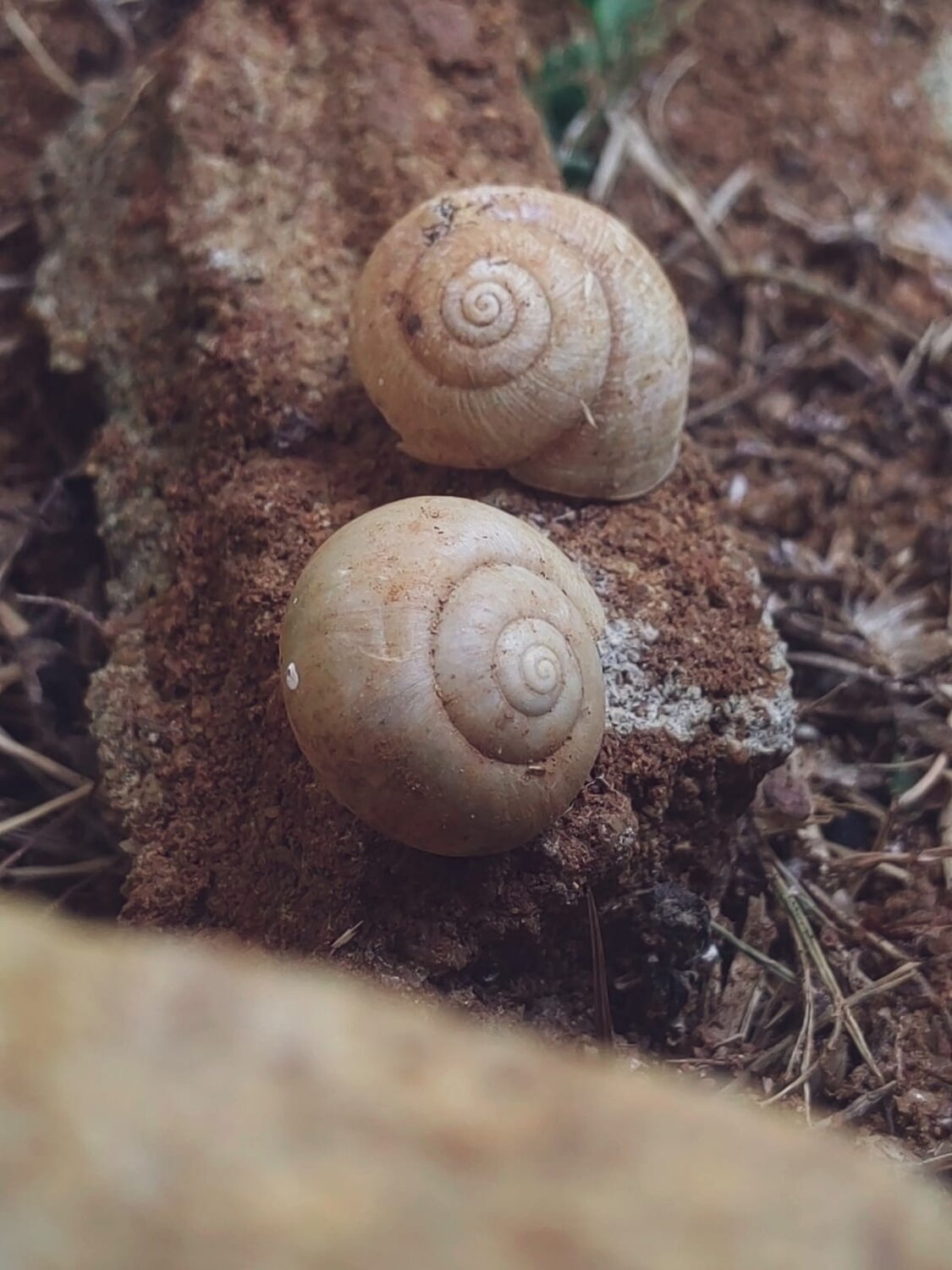 Harmony in Earthy Spirals ​Short