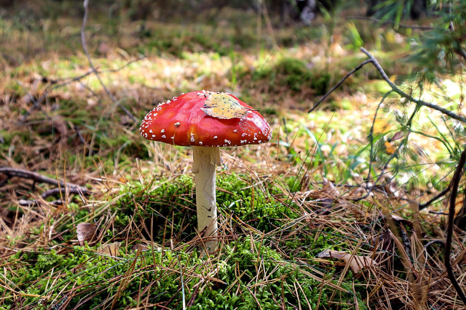 Photo #13967294