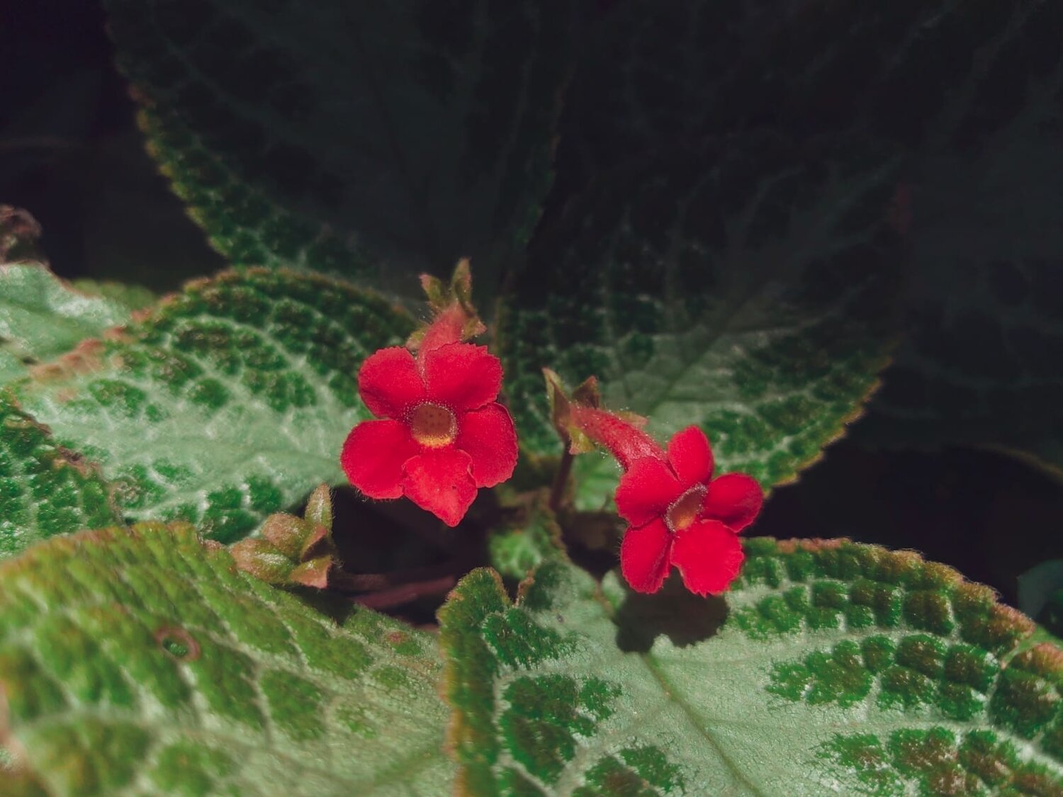 Vibrant Botanical Duet